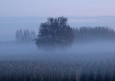 Brouillard dans un champ
